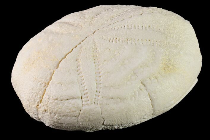Fossil Sea Urchin (Eupatagus) - Florida #161265